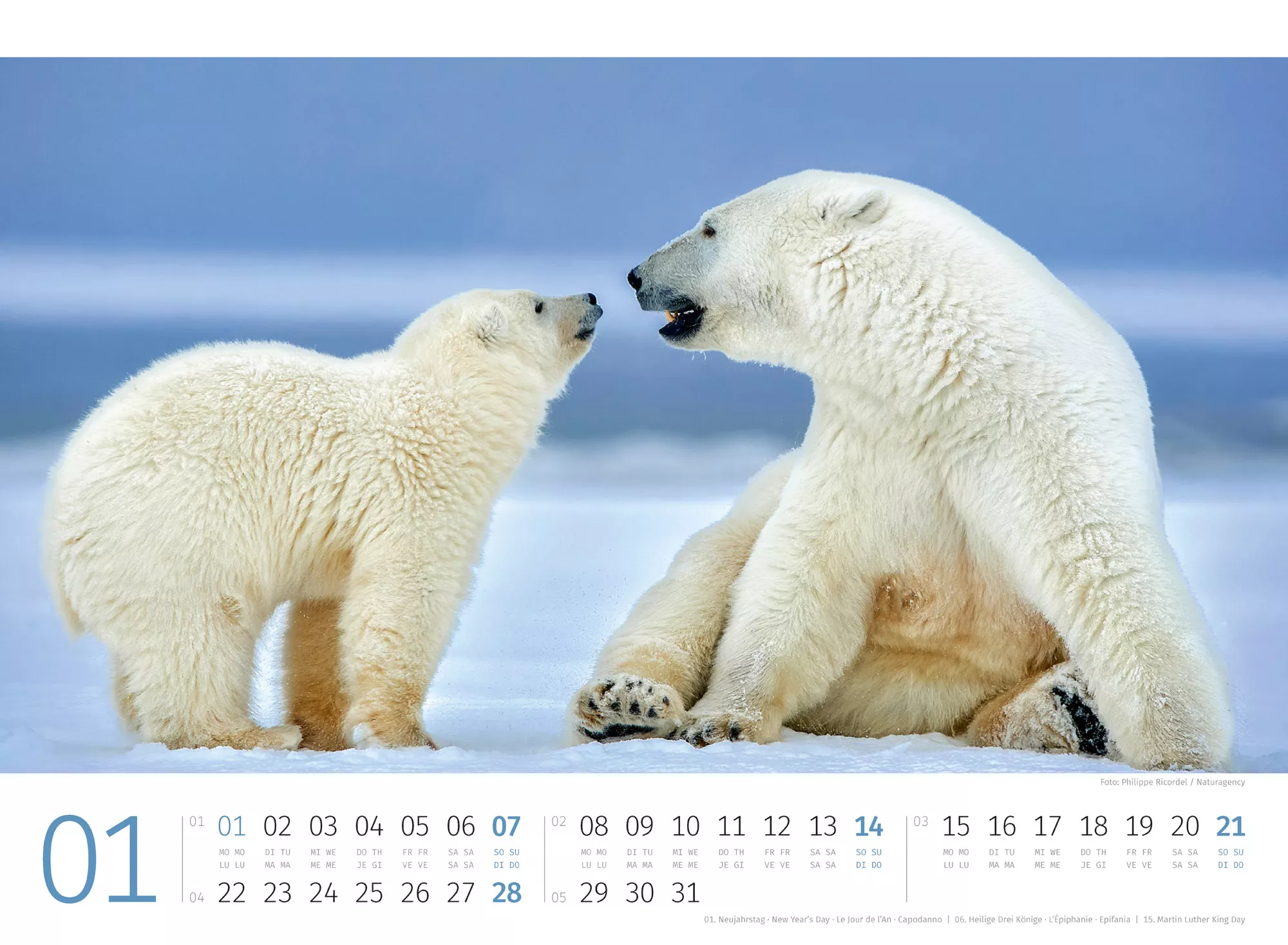 Ackermann Kalender Eisbären 2024 - Innenansicht 01