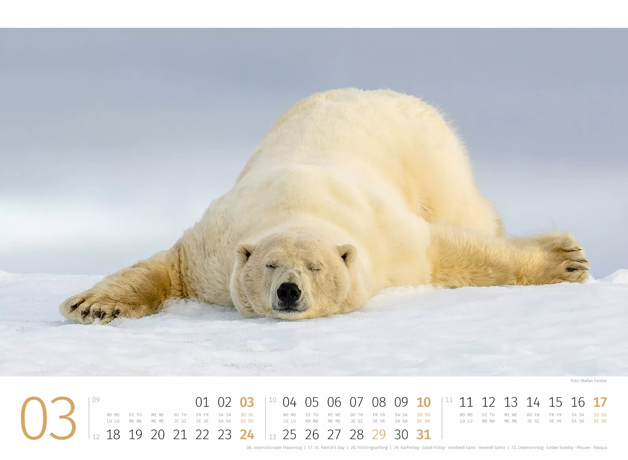 Ackermann Kalender Eisbären 2024 - Innenansicht 03
