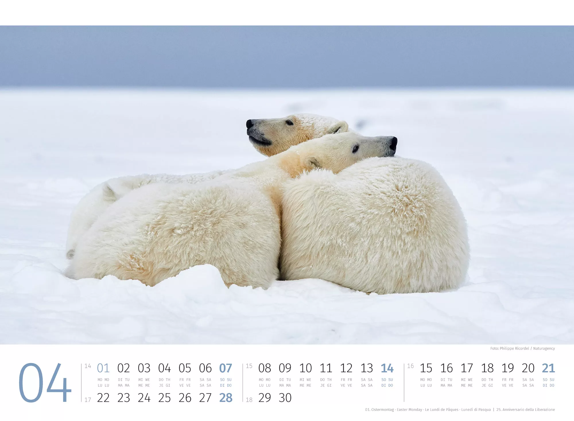Ackermann Kalender Eisbären 2024 - Innenansicht 04