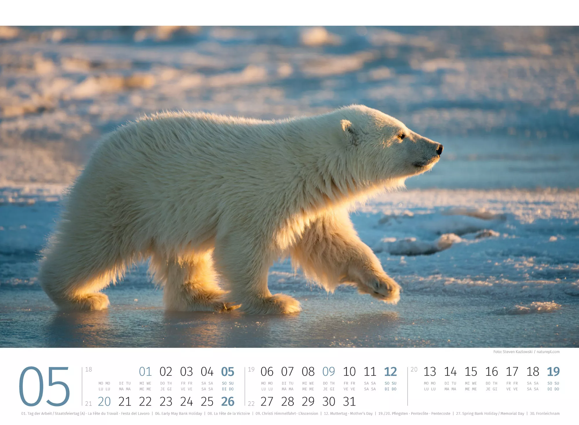 Ackermann Kalender Eisbären 2024 - Innenansicht 05
