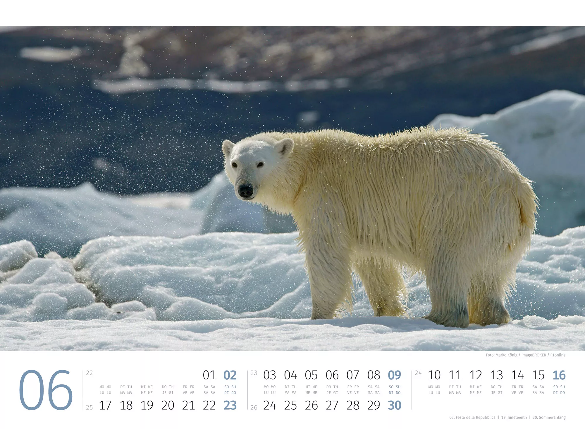 Ackermann Kalender Eisbären 2024 - Innenansicht 06