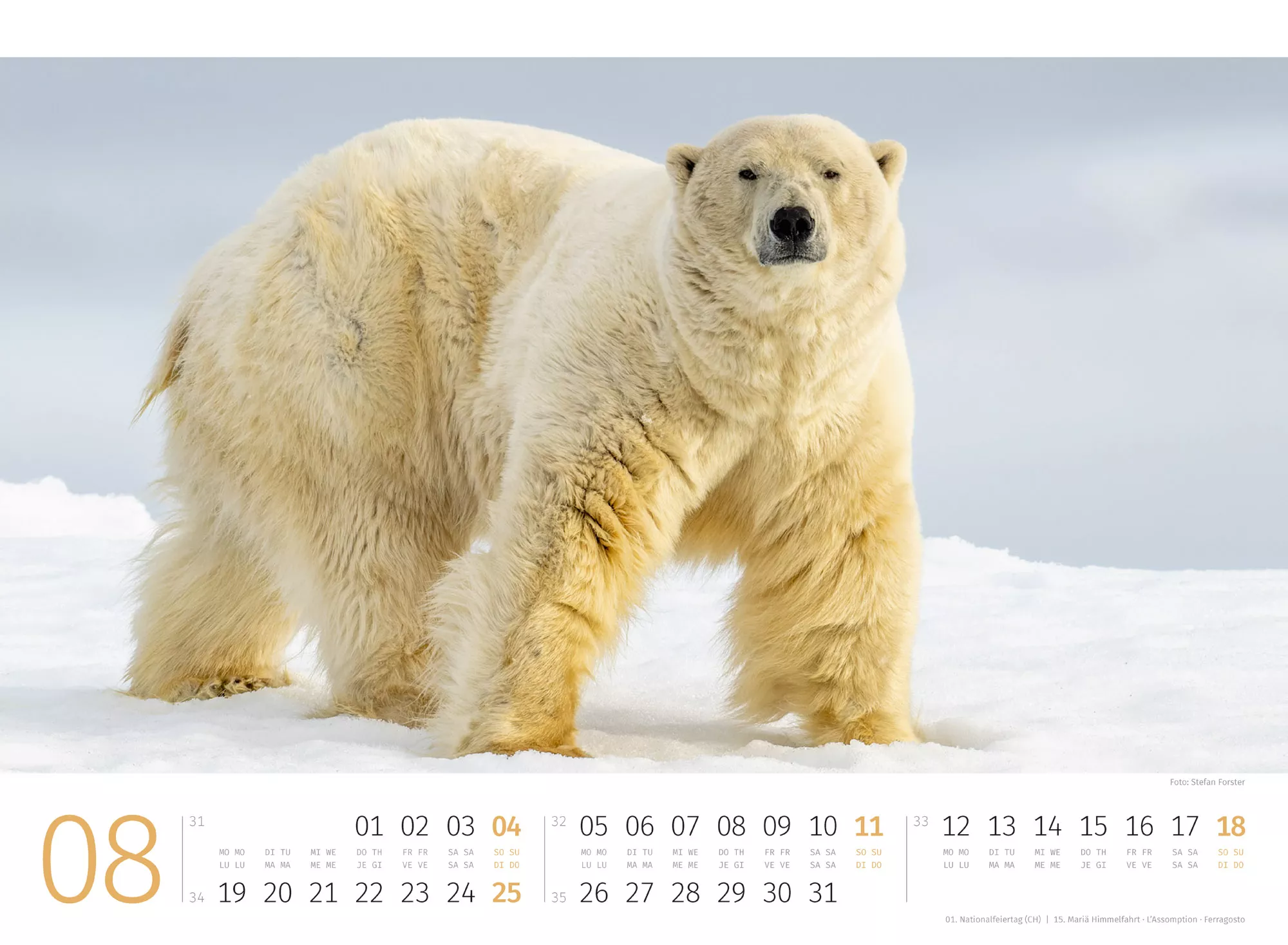 Ackermann Kalender Eisbären 2024 - Innenansicht 08
