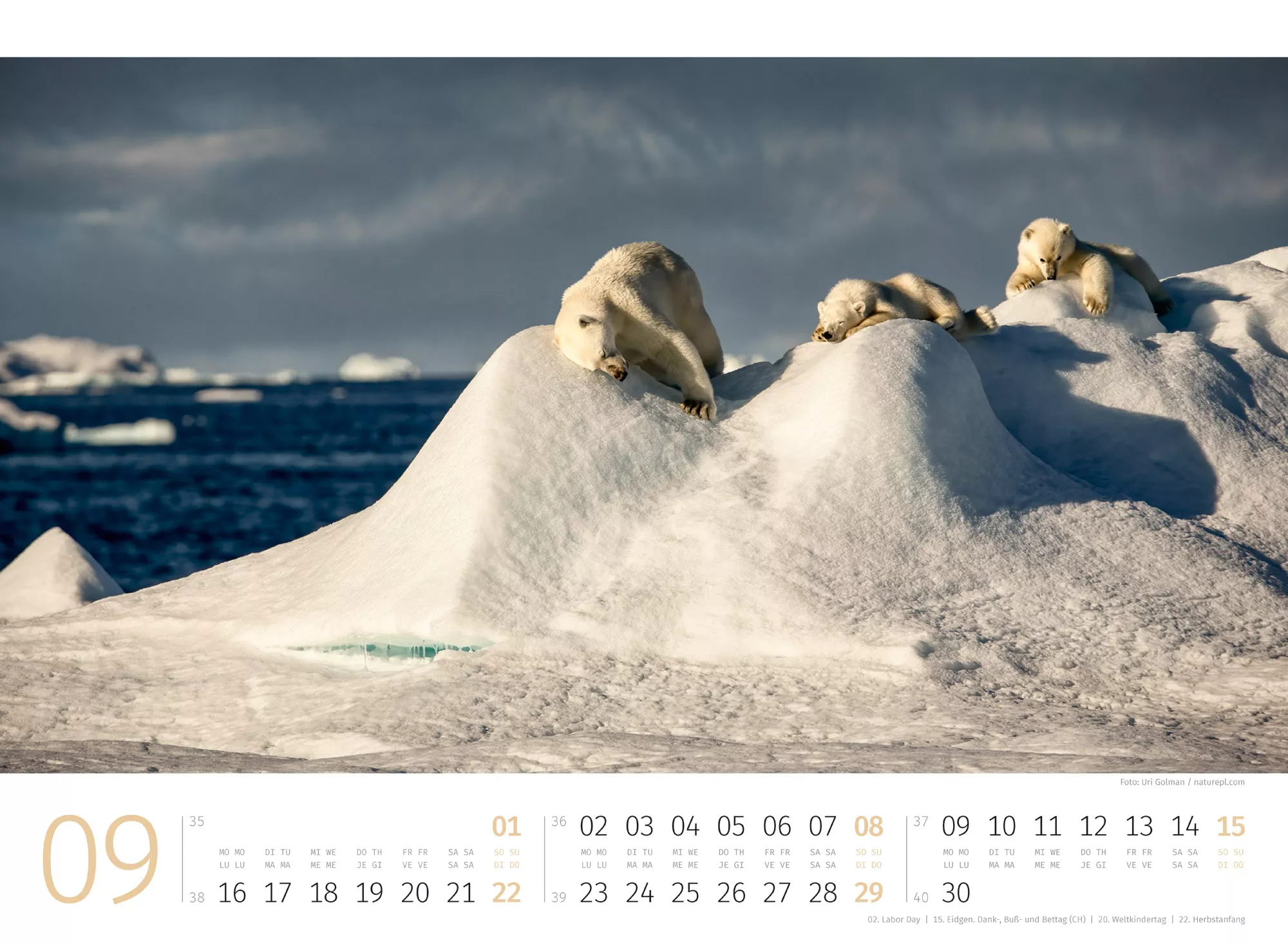 Ackermann Kalender Eisbären 2024 - Innenansicht 09