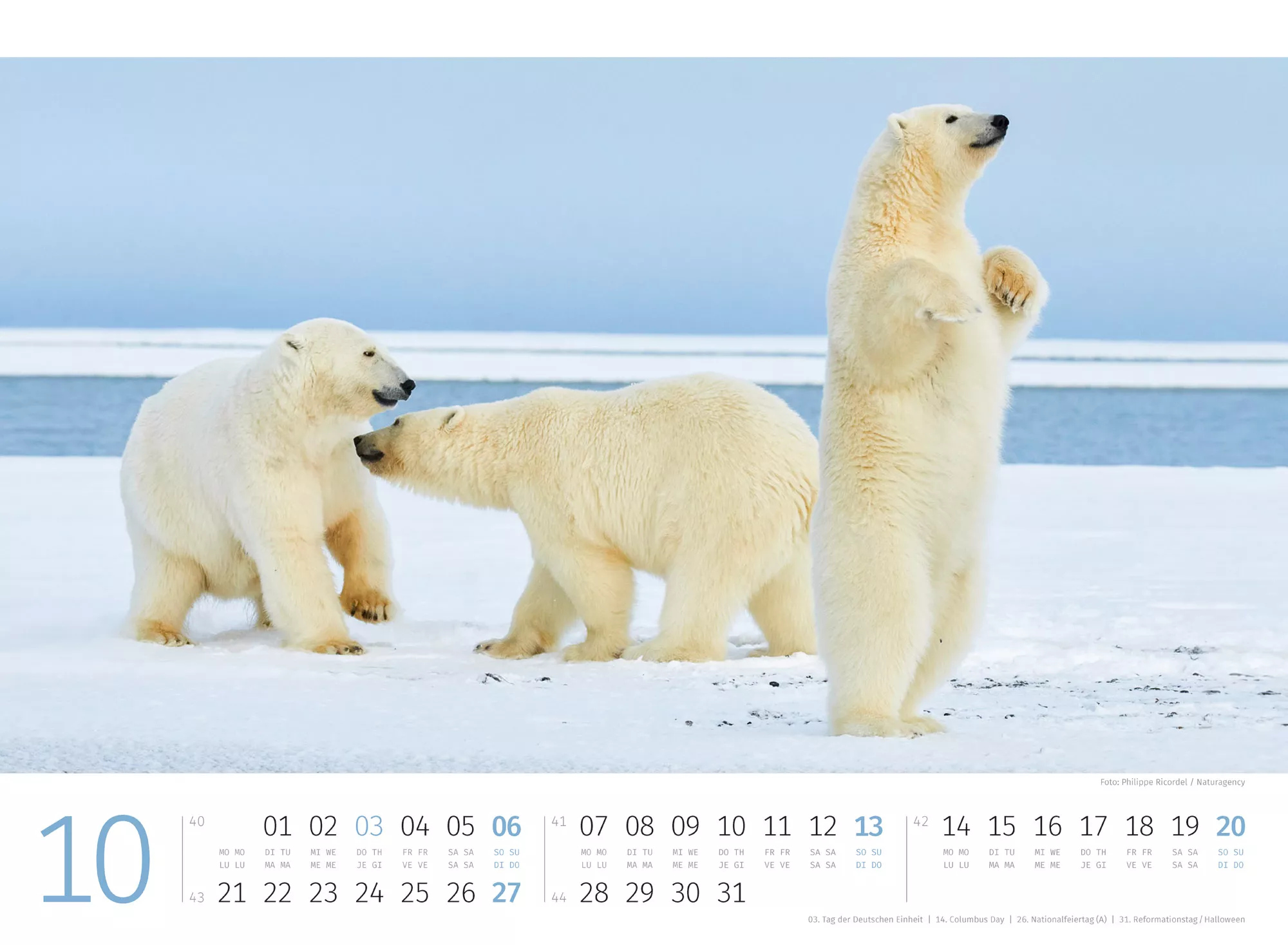 Ackermann Kalender Eisbären 2024 - Innenansicht 10