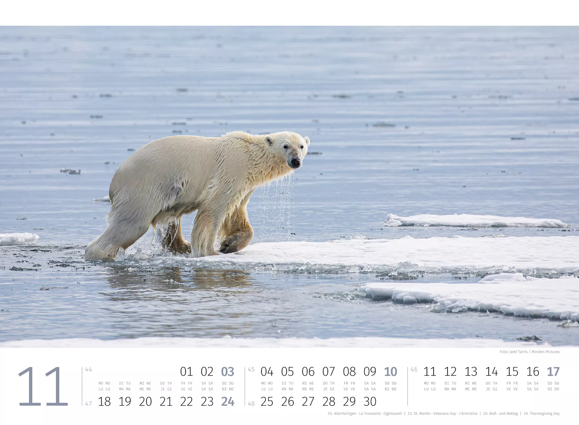 Ackermann Kalender Eisbären 2024 - Innenansicht 11
