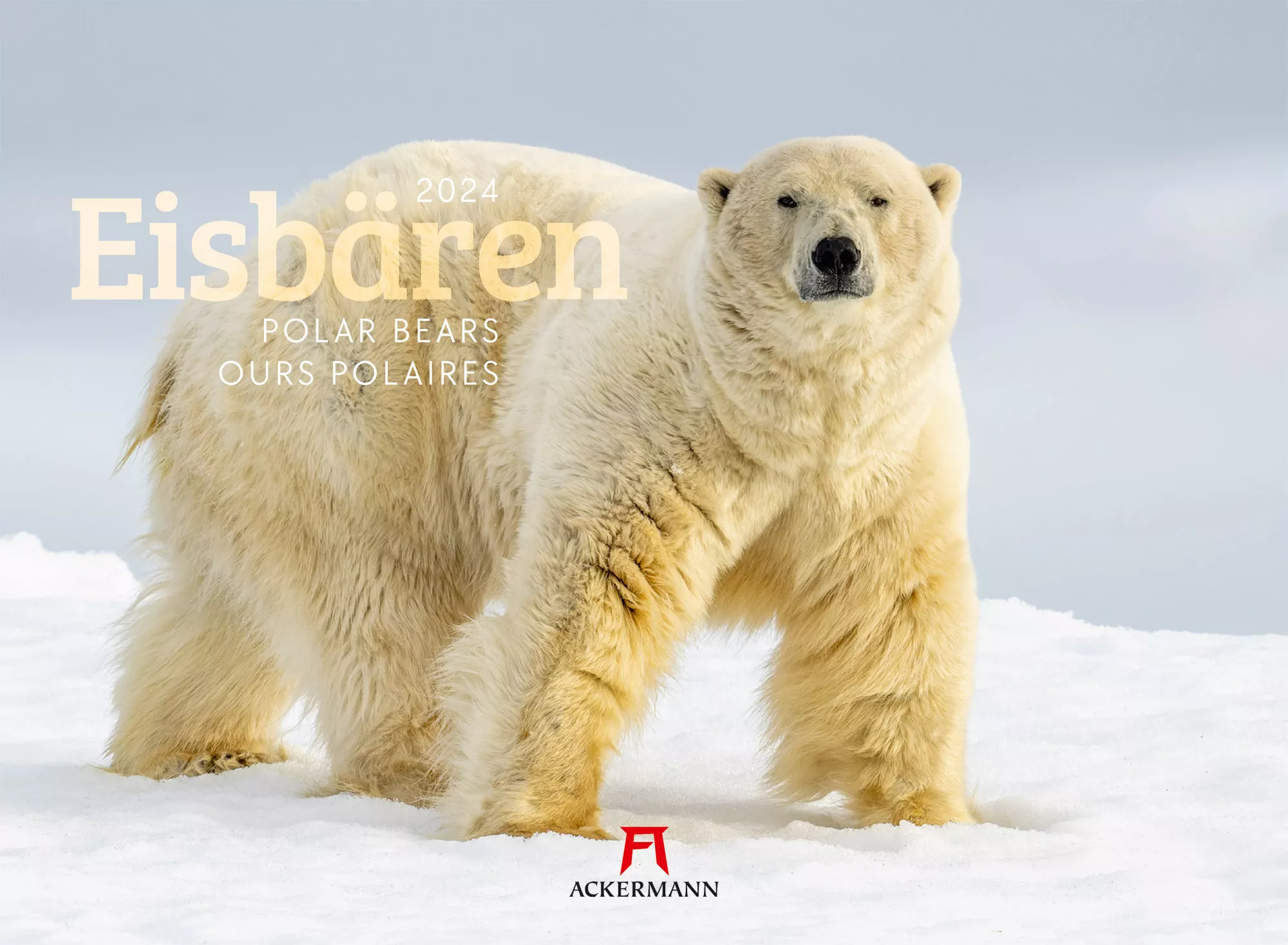 Ackermann Kalender Eisbären 2024 - Titelblatt