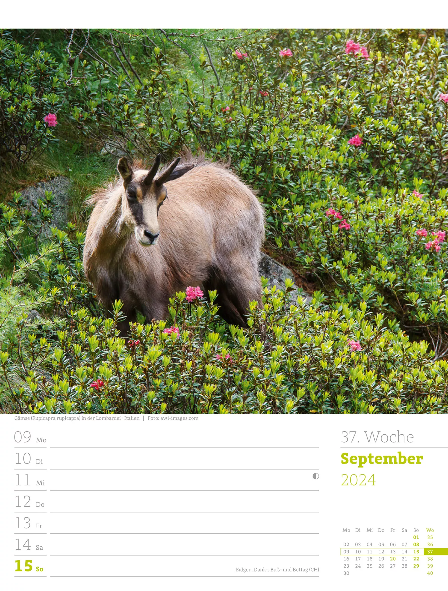 Ackermann Kalender Alpenwelt - Wochenplaner 2024 - Innenansicht 40