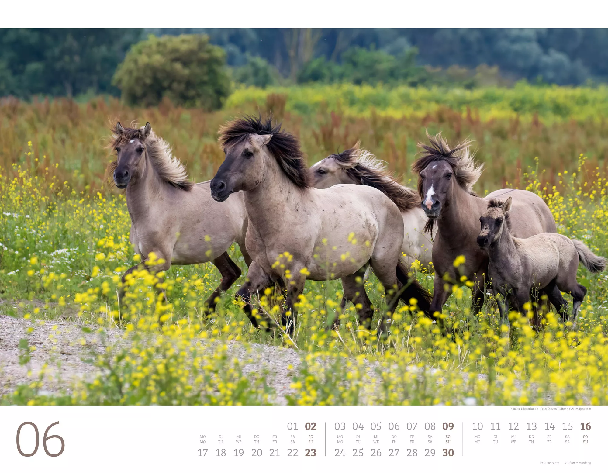Ackermann Kalender Wilde Pferde 2024 - Innenansicht 06
