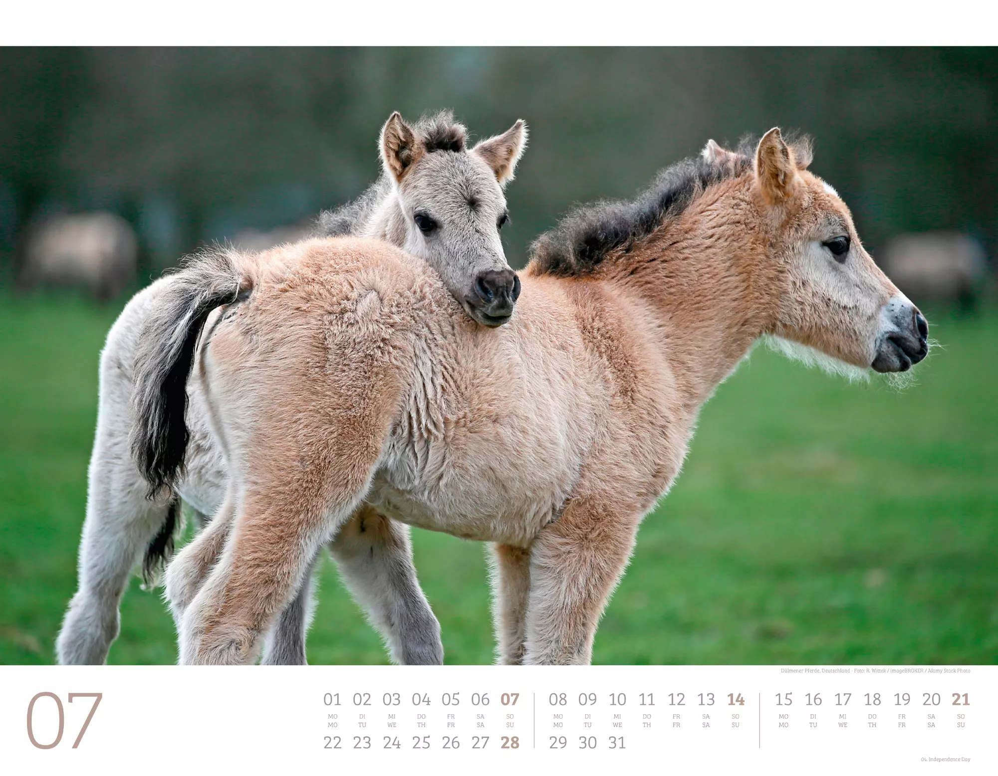 Ackermann Kalender Wilde Pferde 2024 - Innenansicht 07