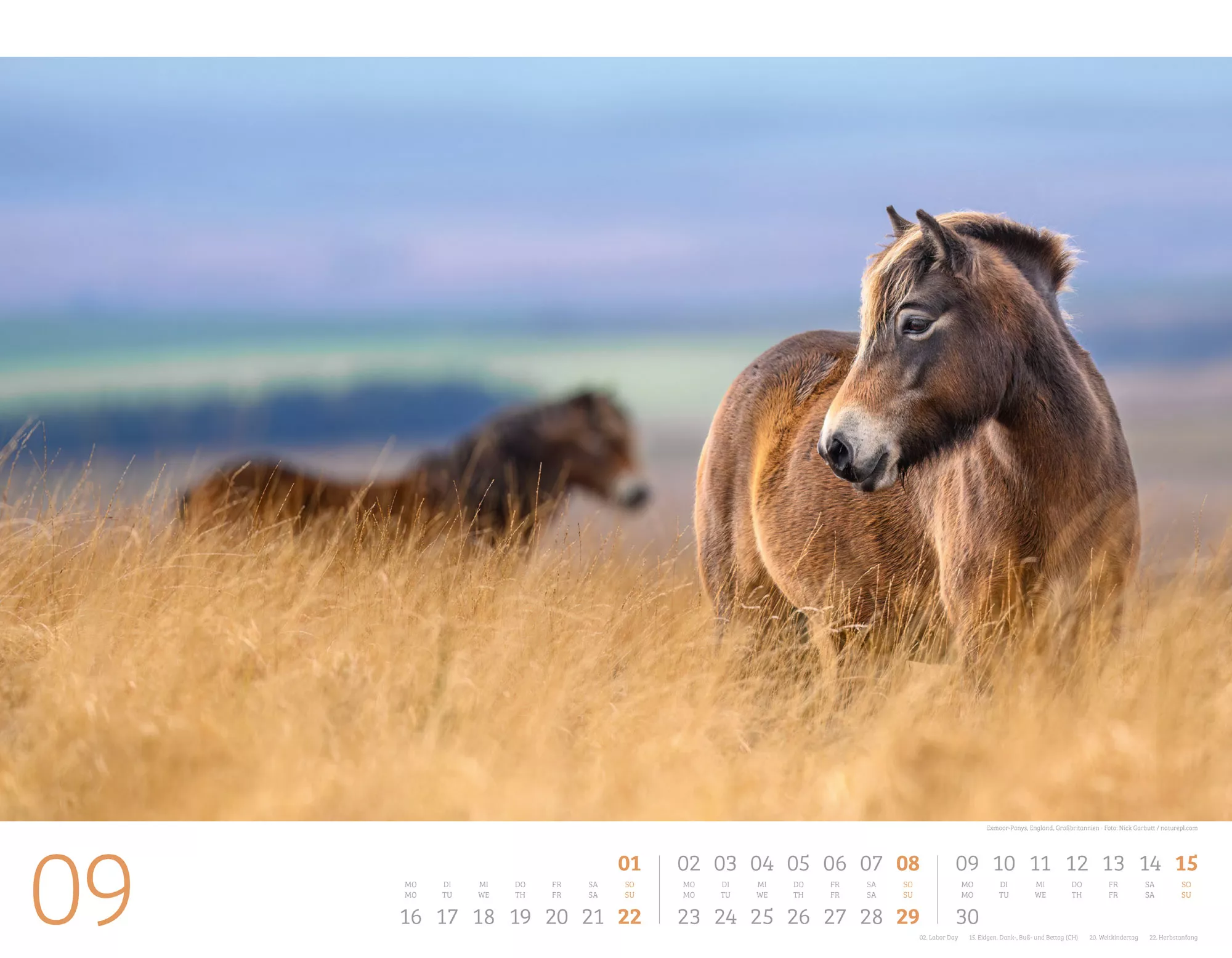 Ackermann Kalender Wilde Pferde 2024 - Innenansicht 09