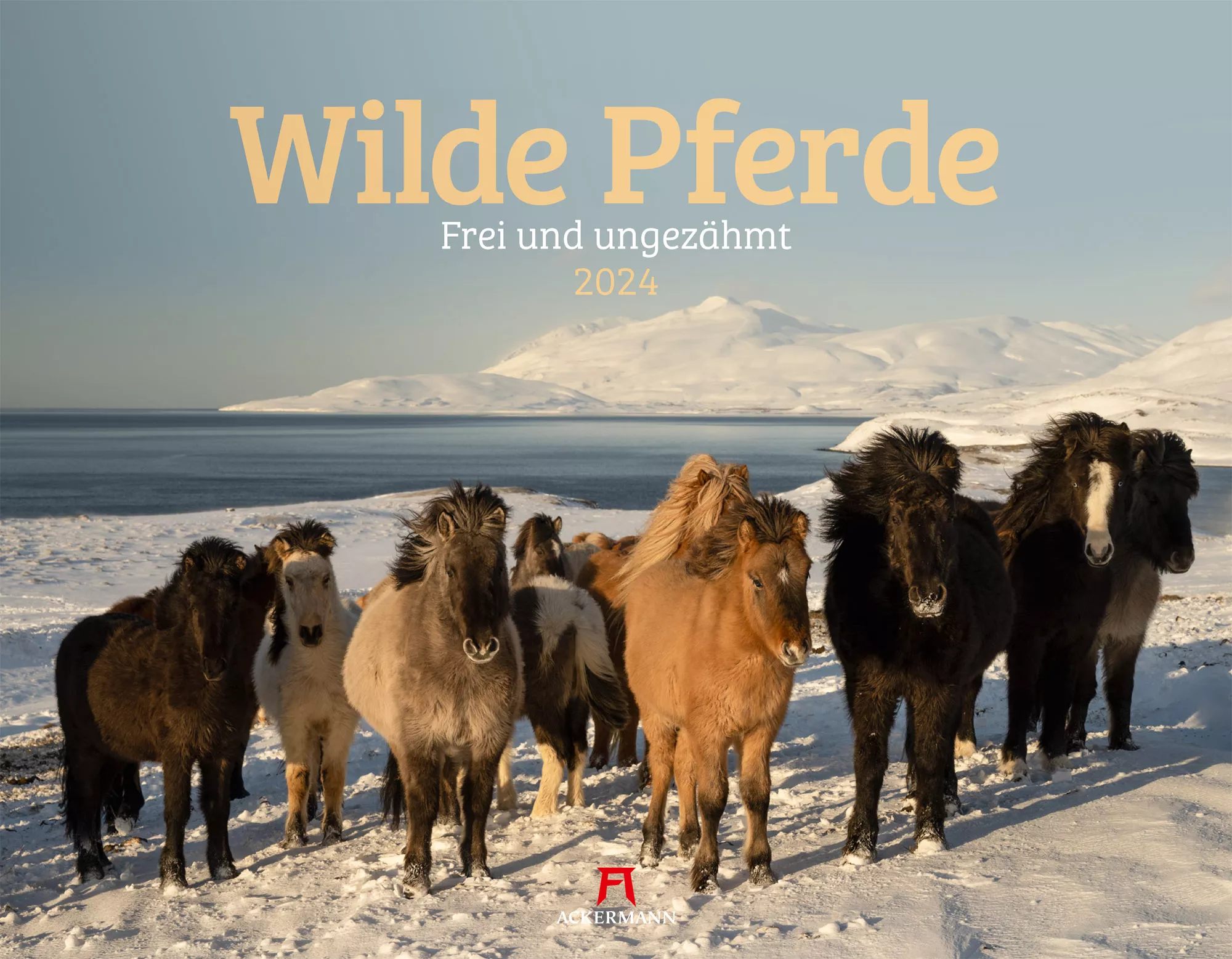 Ackermann Kalender Wilde Pferde 2024 - Titelblatt