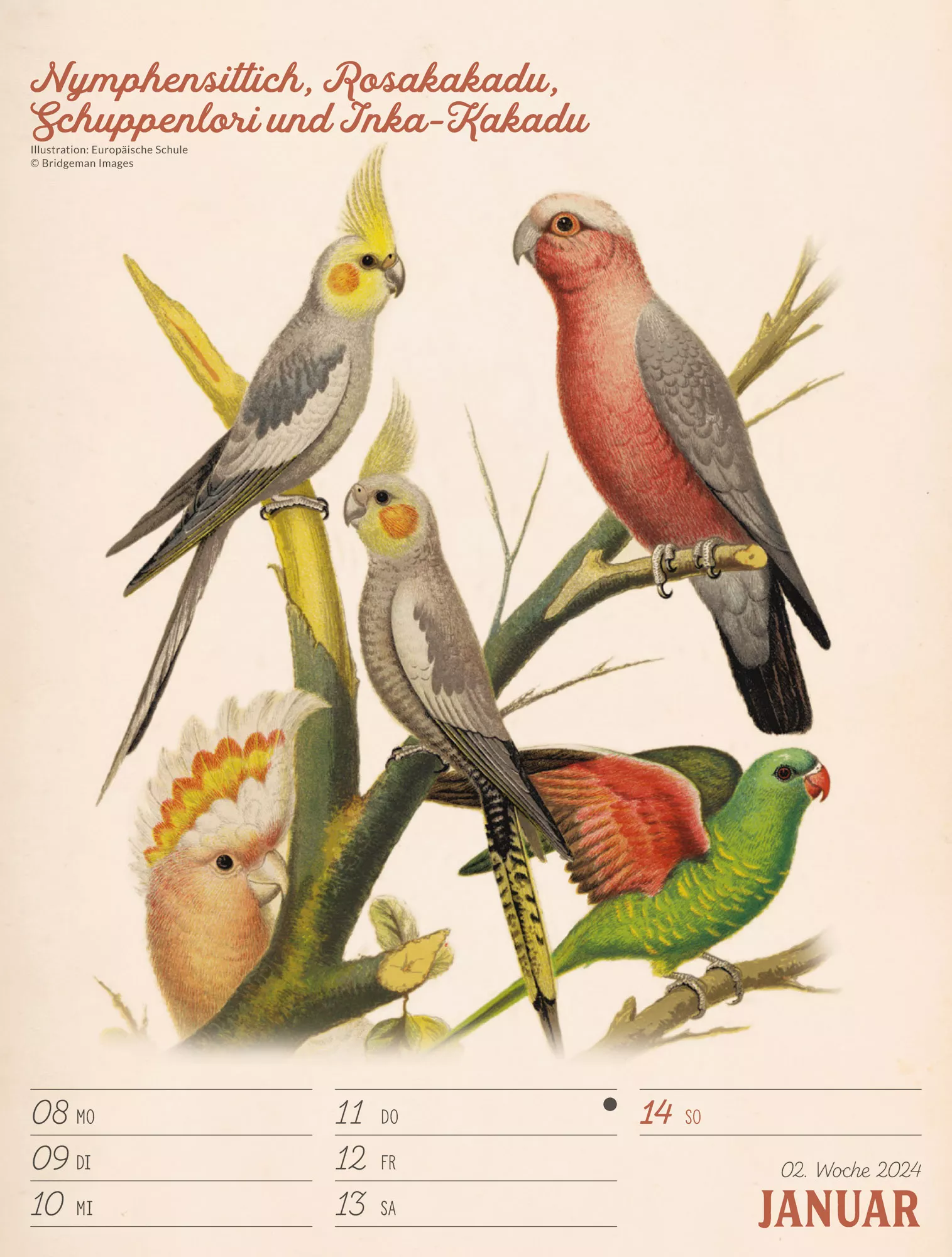 Ackermann Kalender Wunderbare Vogelwelt - Wochenplaner 2024 - Innenansicht 03