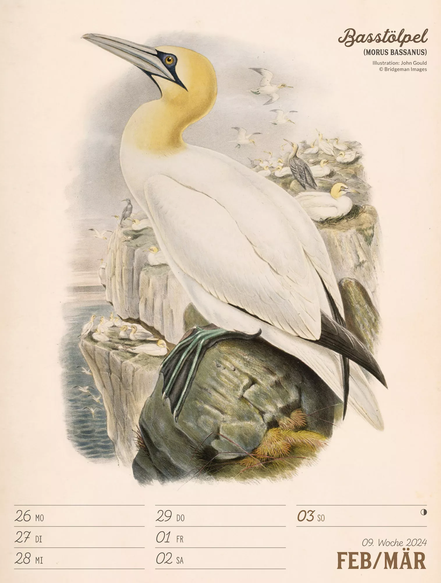 Ackermann Kalender Wunderbare Vogelwelt - Wochenplaner 2024 - Innenansicht 12