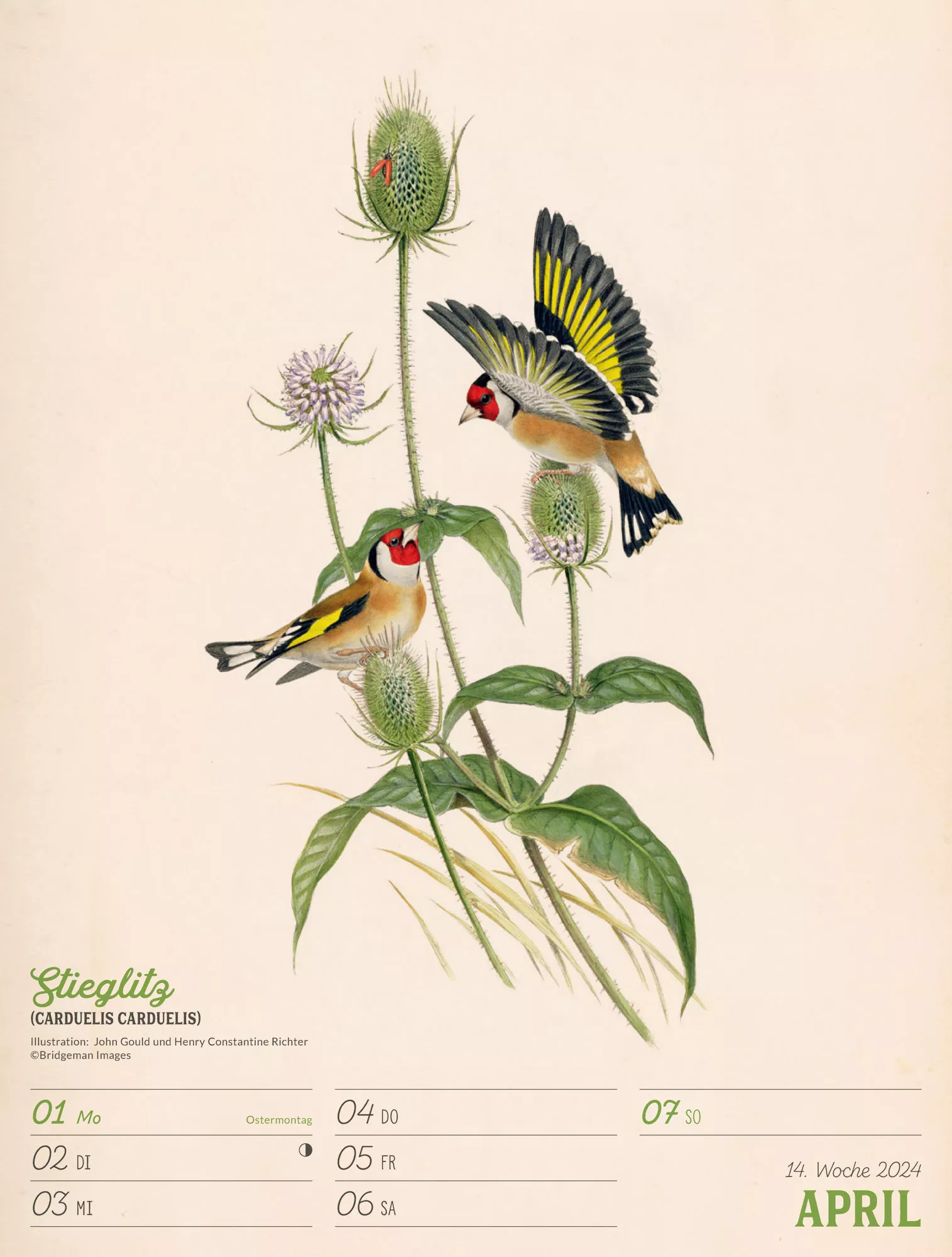 Ackermann Kalender Wunderbare Vogelwelt - Wochenplaner 2024 - Innenansicht 17