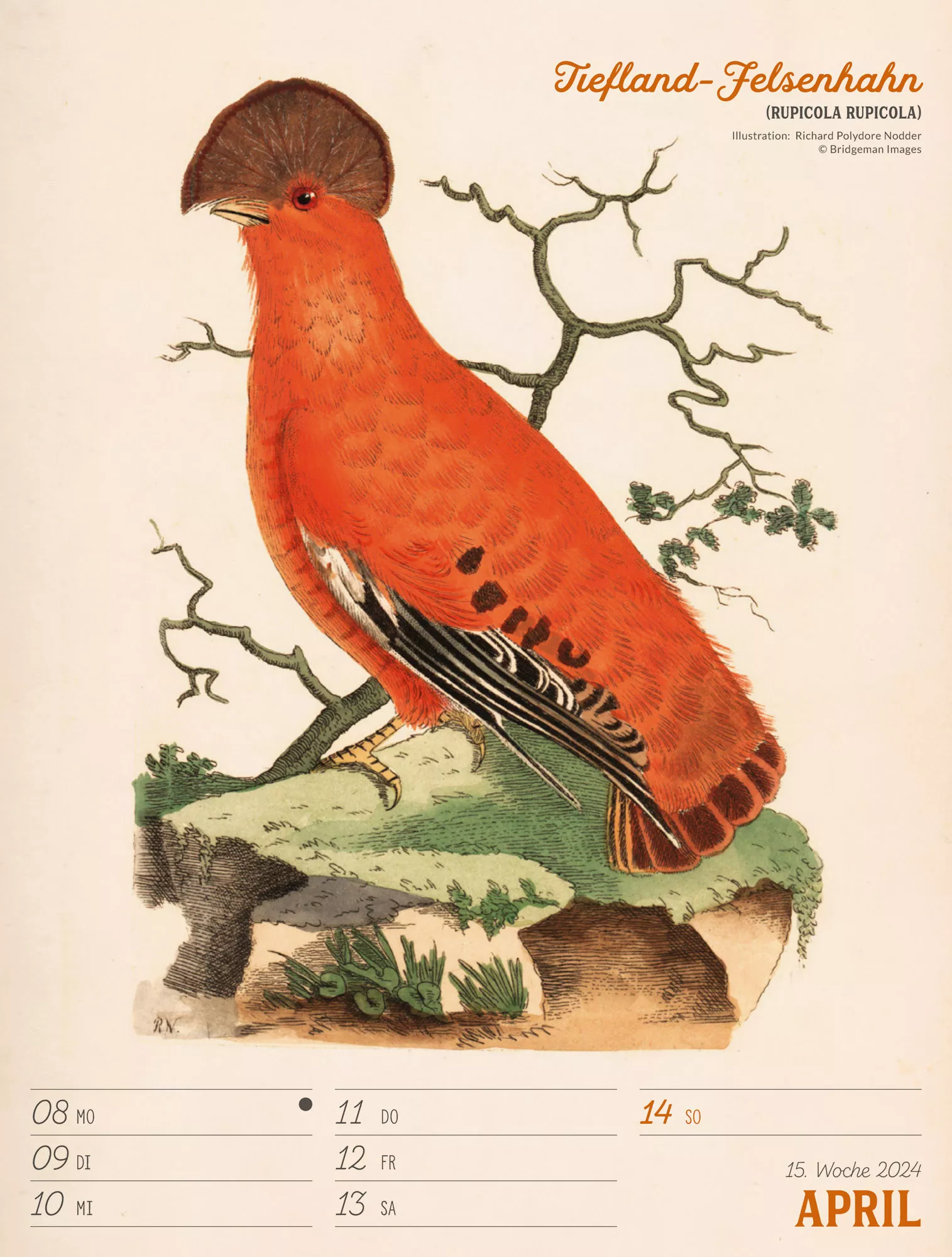 Ackermann Kalender Wunderbare Vogelwelt - Wochenplaner 2024 - Innenansicht 18