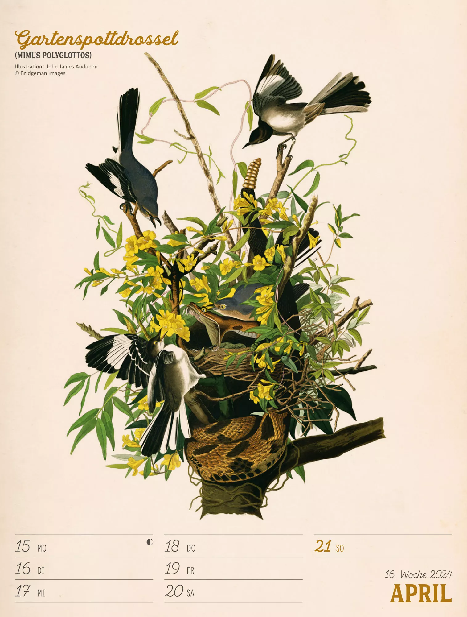 Ackermann Kalender Wunderbare Vogelwelt - Wochenplaner 2024 - Innenansicht 19