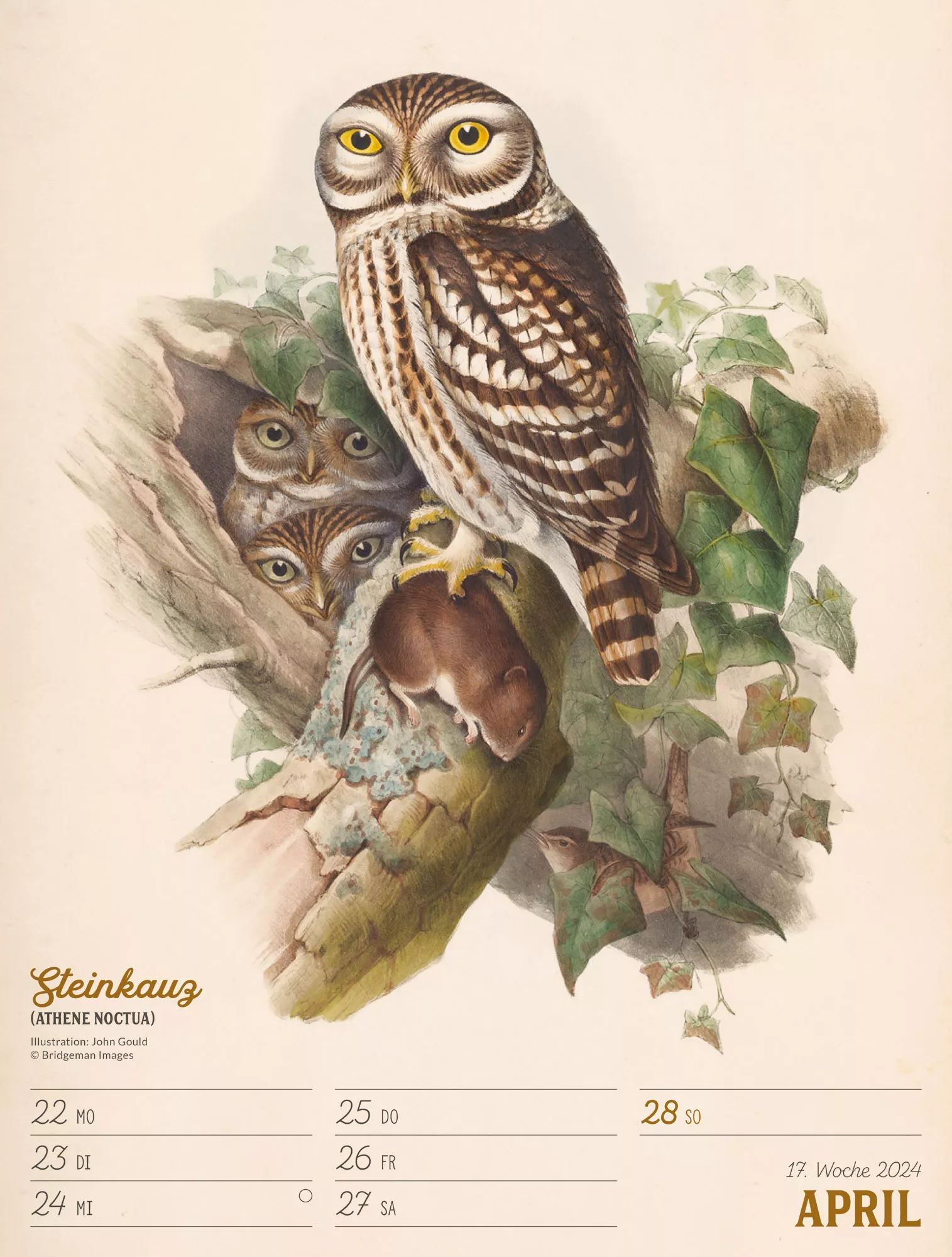 Ackermann Kalender Wunderbare Vogelwelt - Wochenplaner 2024 - Innenansicht 20