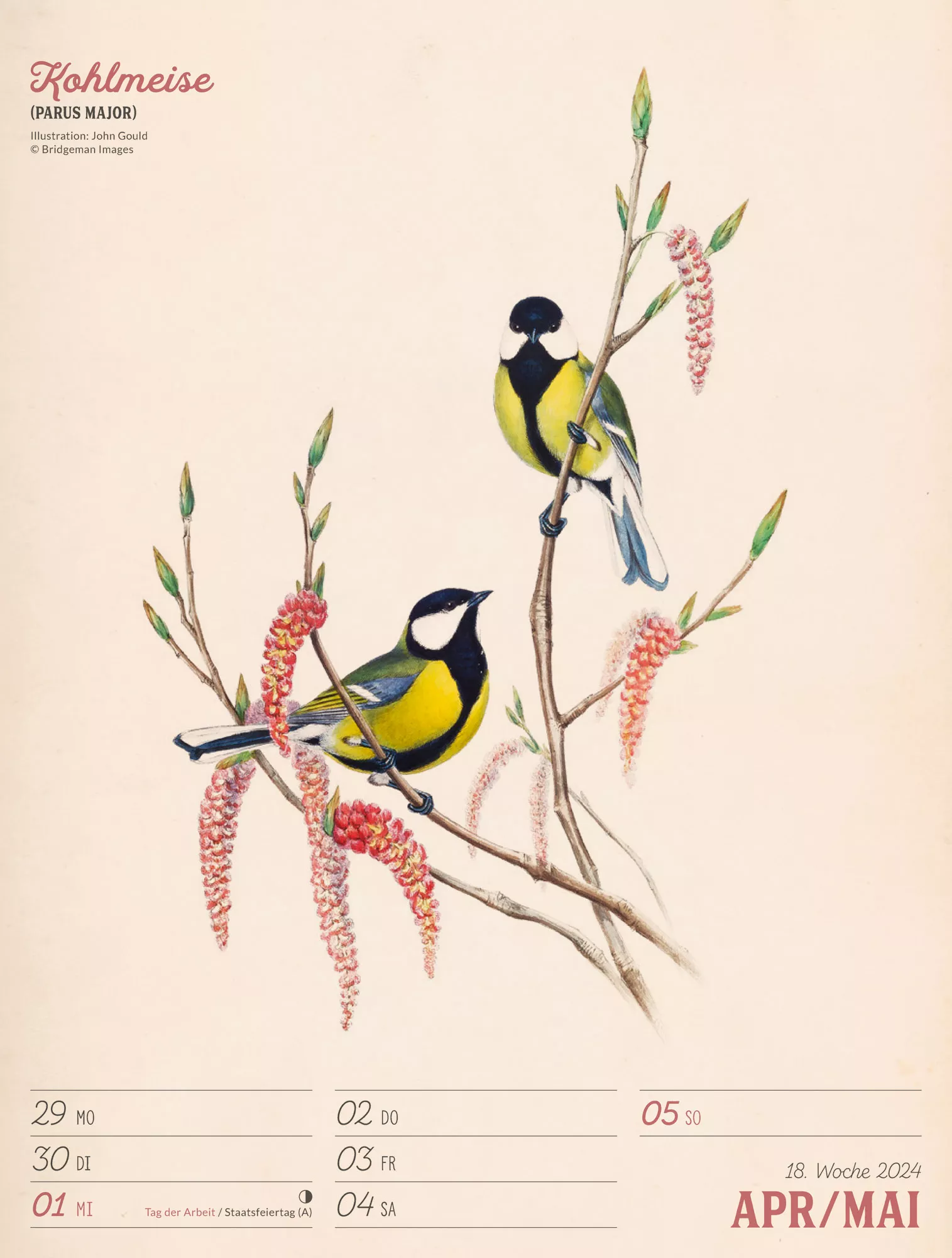 Ackermann Kalender Wunderbare Vogelwelt - Wochenplaner 2024 - Innenansicht 21