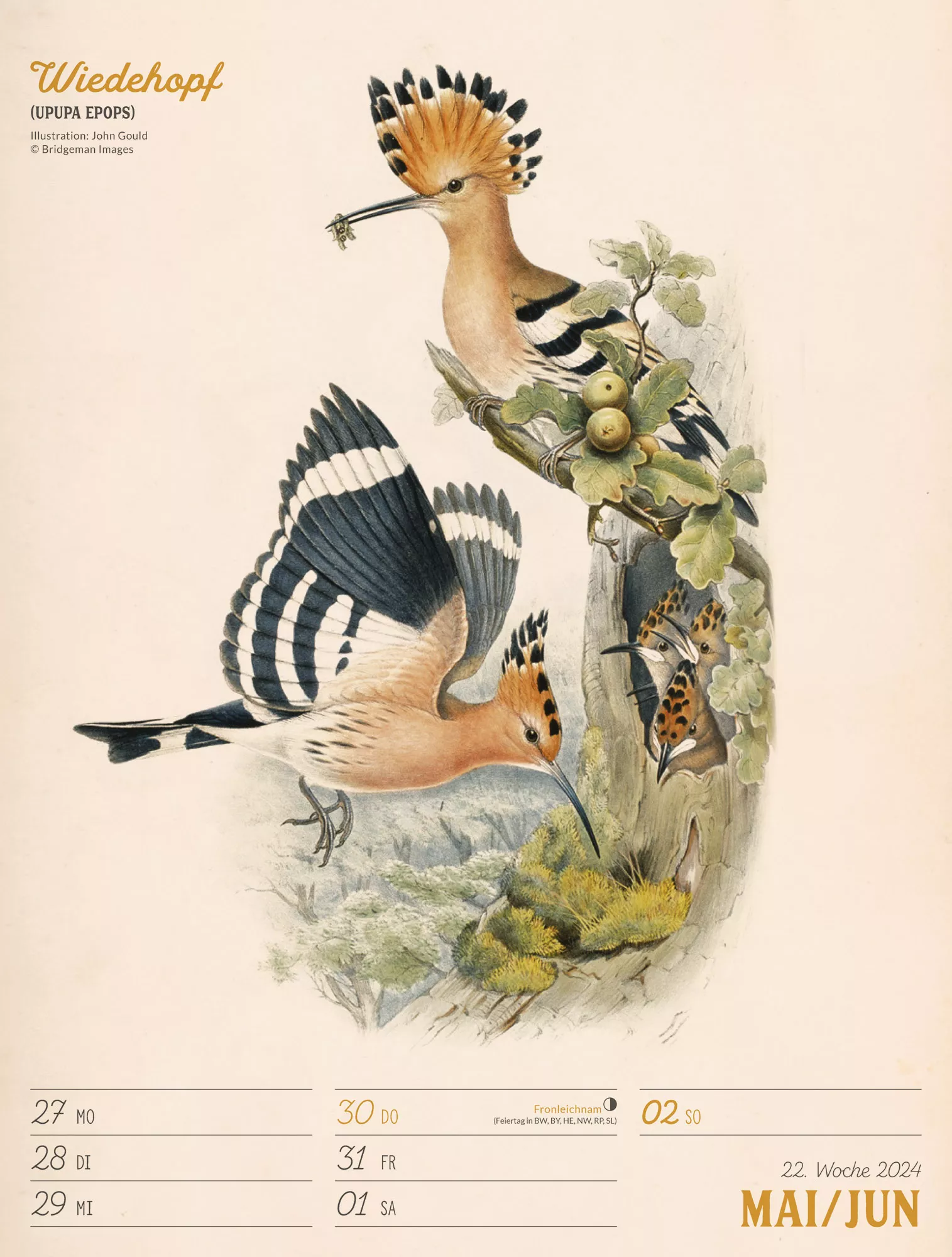 Ackermann Kalender Wunderbare Vogelwelt - Wochenplaner 2024 - Innenansicht 25