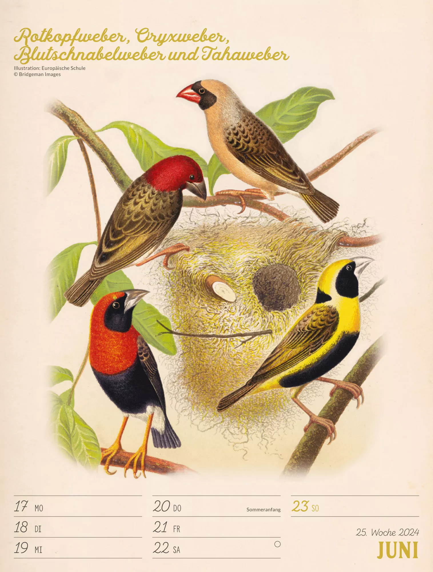 Ackermann Kalender Wunderbare Vogelwelt - Wochenplaner 2024 - Innenansicht 28
