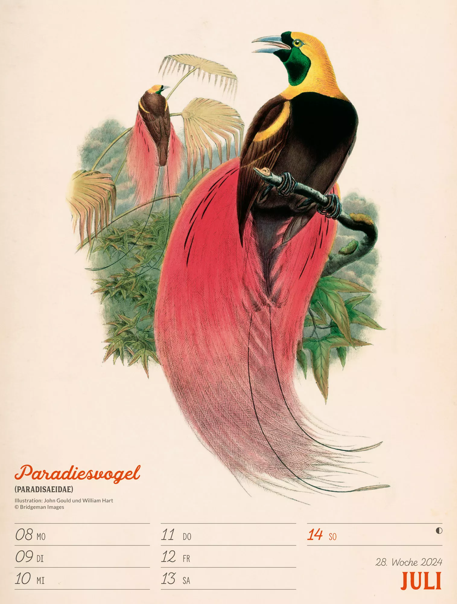 Ackermann Kalender Wunderbare Vogelwelt - Wochenplaner 2024 - Innenansicht 31