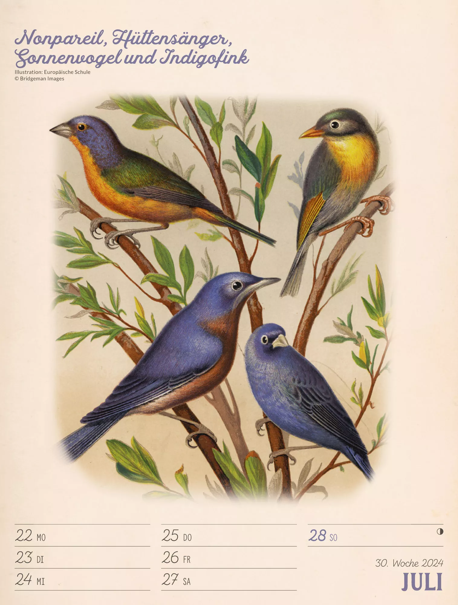 Ackermann Kalender Wunderbare Vogelwelt - Wochenplaner 2024 - Innenansicht 33
