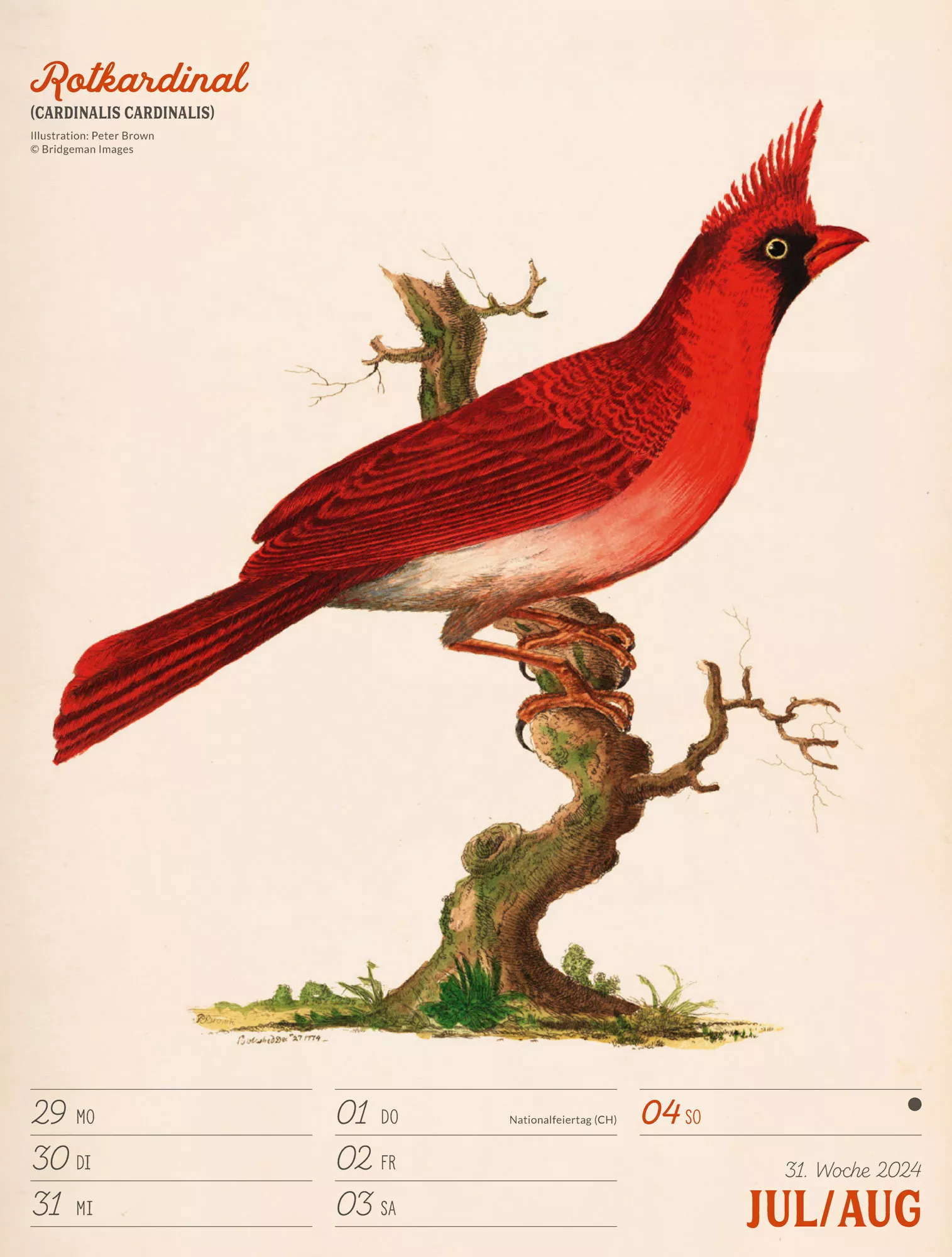 Ackermann Kalender Wunderbare Vogelwelt - Wochenplaner 2024 - Innenansicht 34