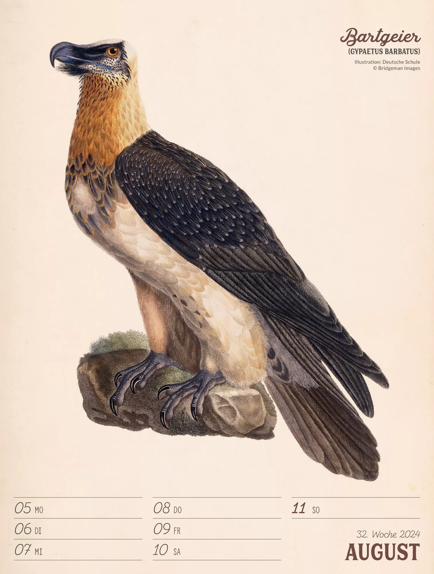 Ackermann Kalender Wunderbare Vogelwelt - Wochenplaner 2024 - Innenansicht 35