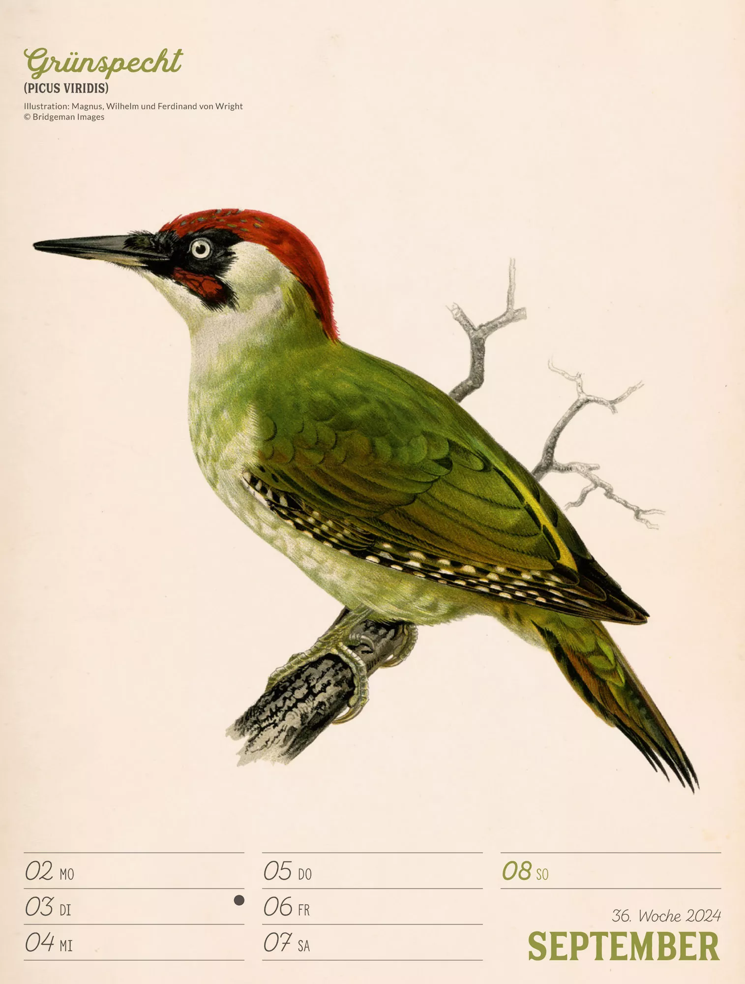 Ackermann Kalender Wunderbare Vogelwelt - Wochenplaner 2024 - Innenansicht 39
