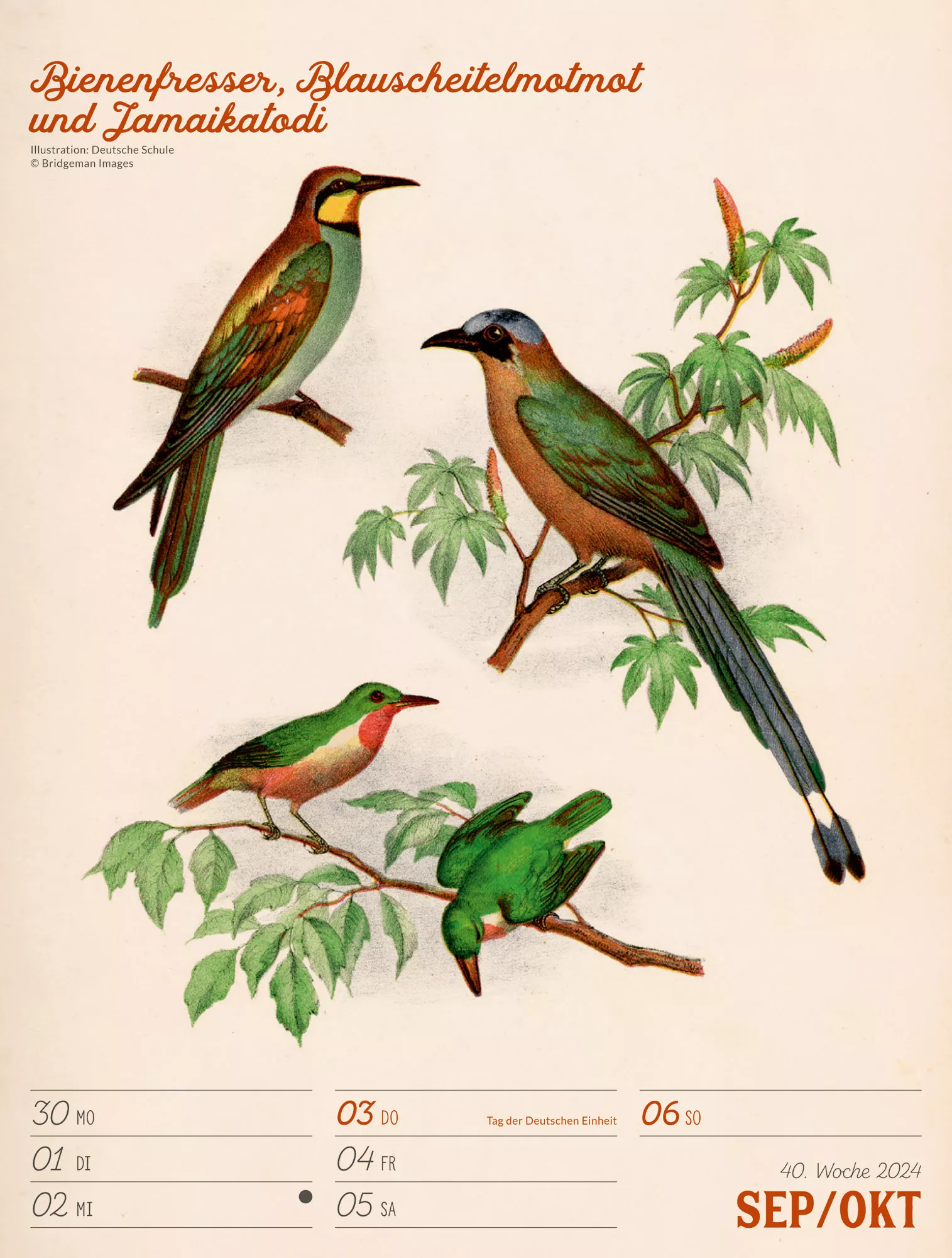 Ackermann Kalender Wunderbare Vogelwelt - Wochenplaner 2024 - Innenansicht 43
