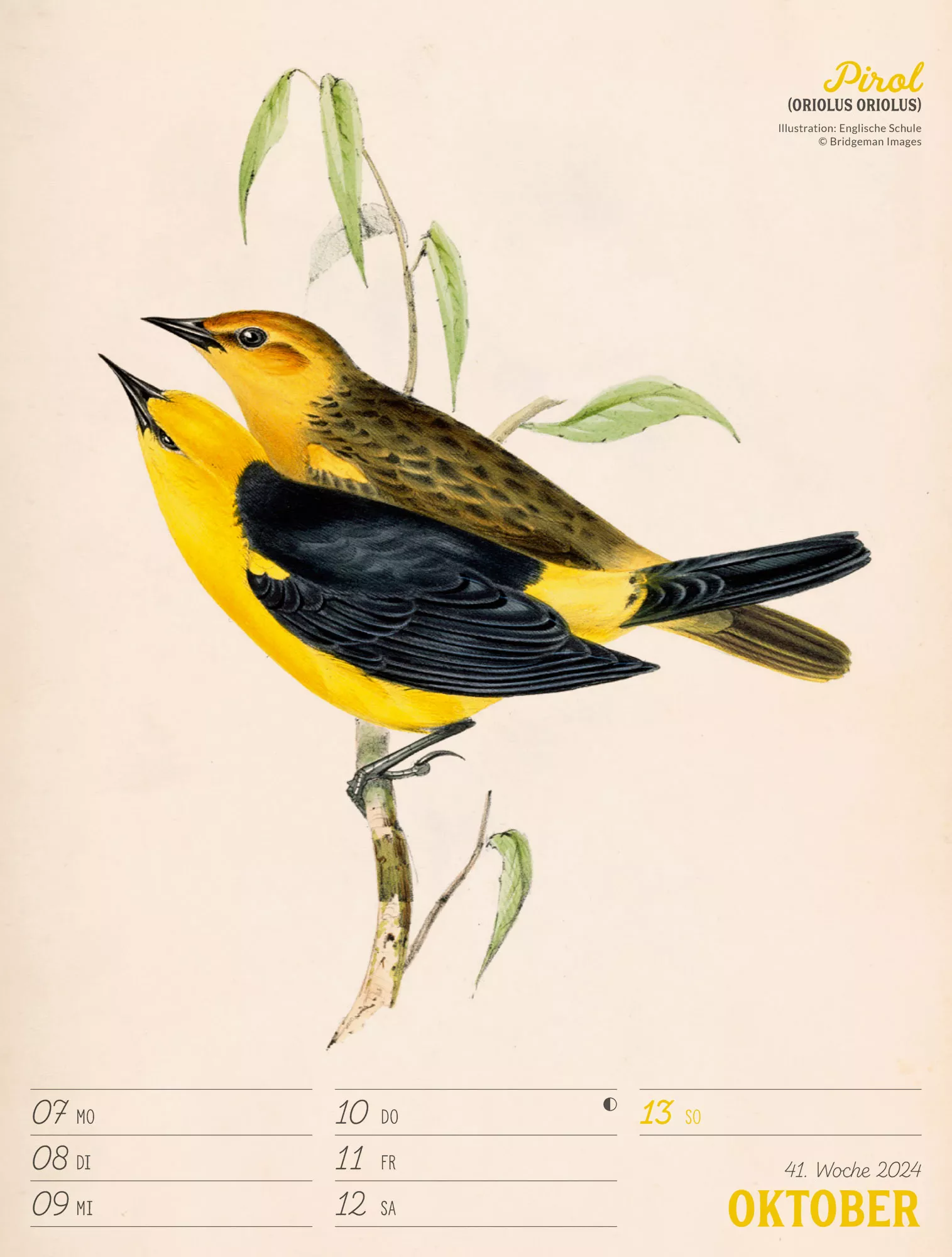 Ackermann Kalender Wunderbare Vogelwelt - Wochenplaner 2024 - Innenansicht 44