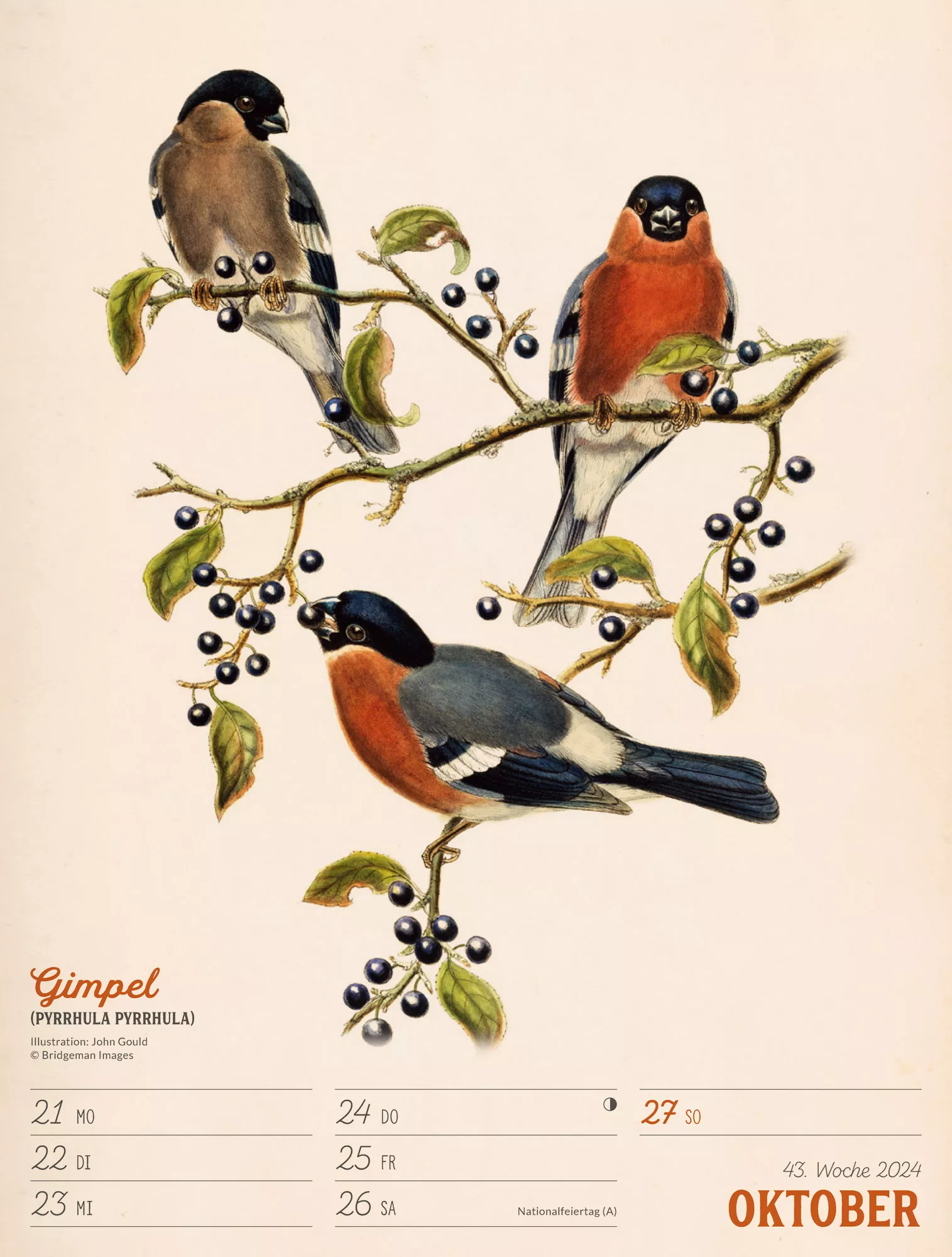 Ackermann Kalender Wunderbare Vogelwelt - Wochenplaner 2024 - Innenansicht 46