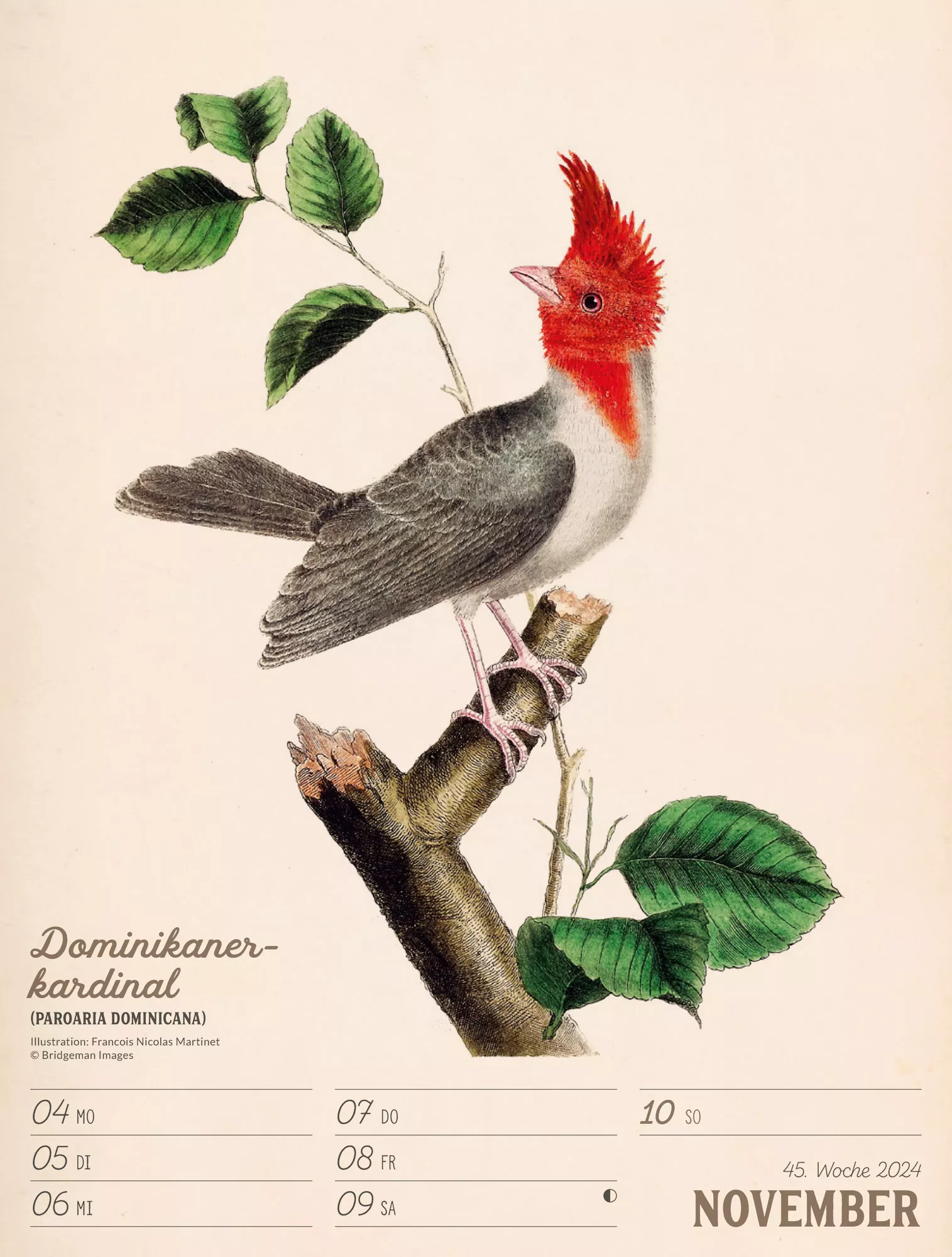 Ackermann Kalender Wunderbare Vogelwelt - Wochenplaner 2024 - Innenansicht 48