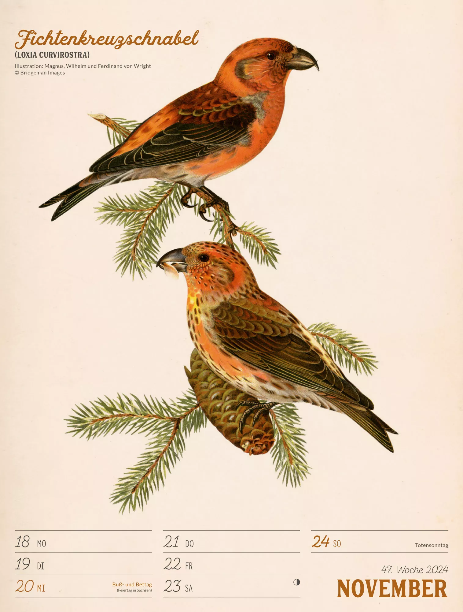 Ackermann Kalender Wunderbare Vogelwelt - Wochenplaner 2024 - Innenansicht 50