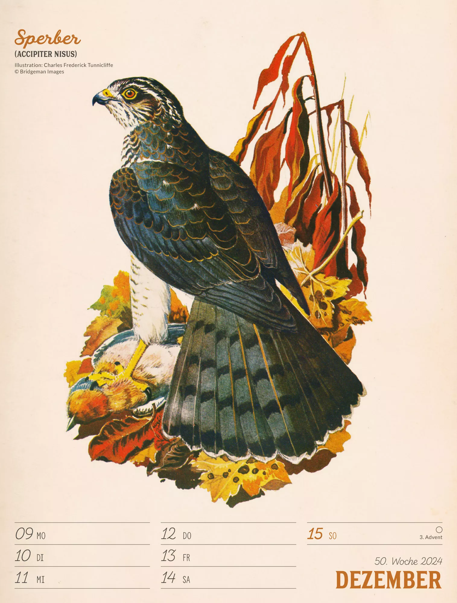 Ackermann Kalender Wunderbare Vogelwelt - Wochenplaner 2024 - Innenansicht 53