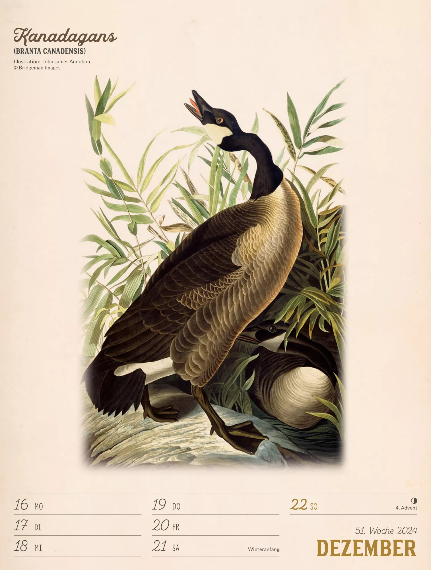 Ackermann Kalender Wunderbare Vogelwelt - Wochenplaner 2024 - Innenansicht 54