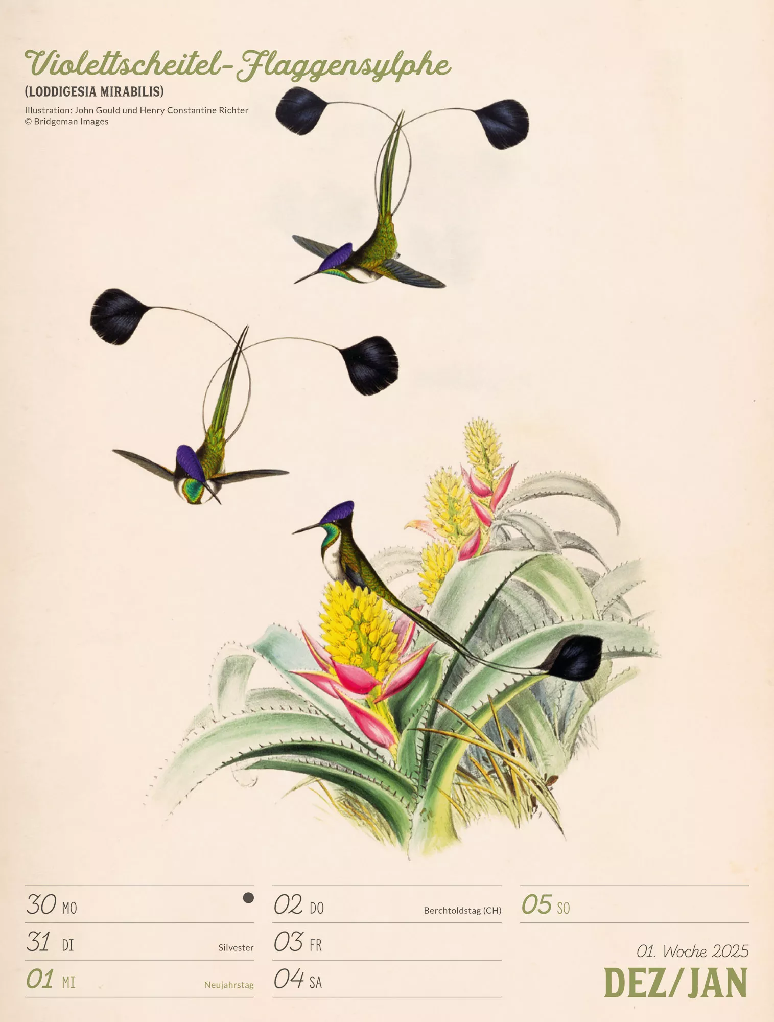 Ackermann Kalender Wunderbare Vogelwelt - Wochenplaner 2024 - Innenansicht 56
