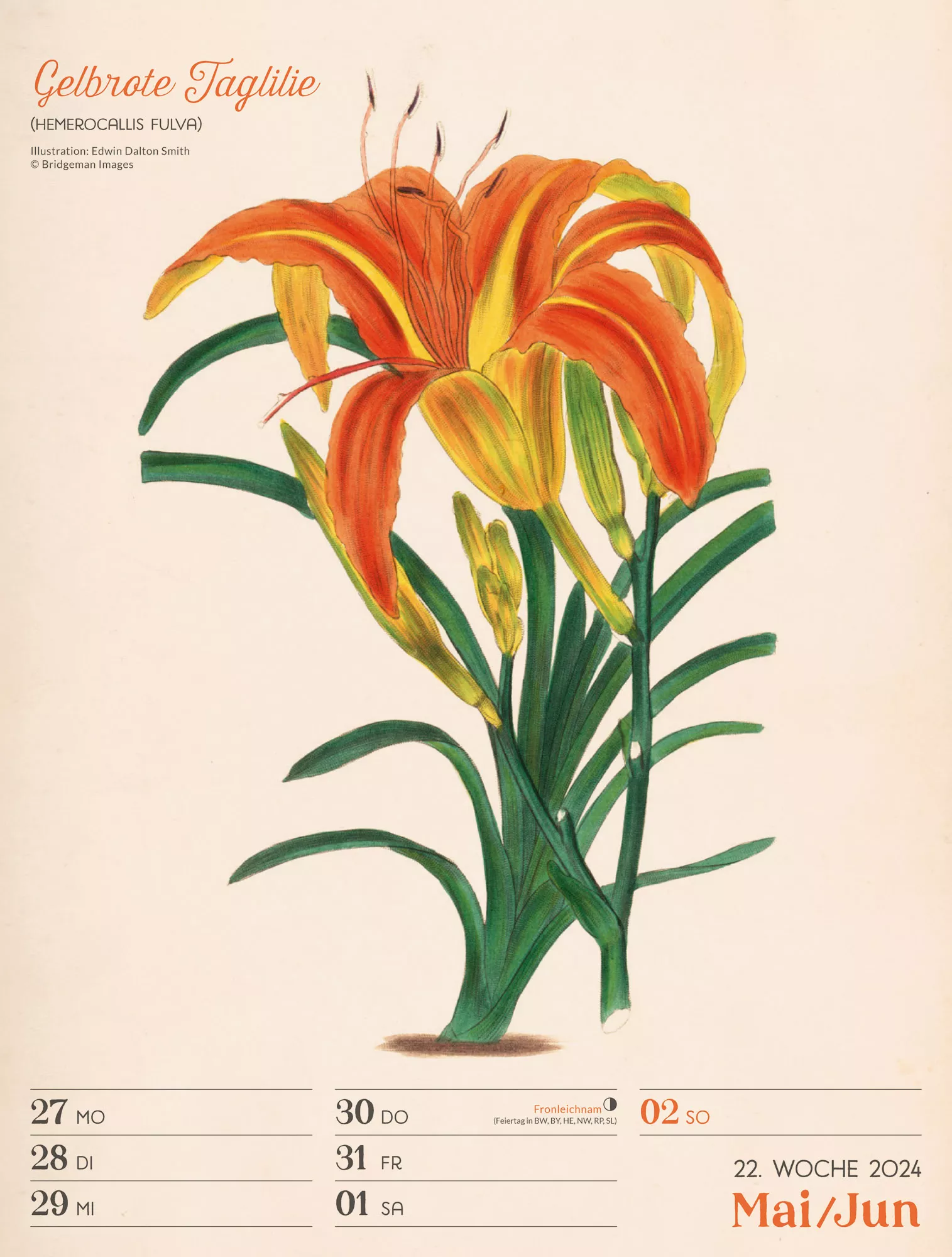 Ackermann Kalender Ars Floralis - Wochenplaner 2024 - Innenansicht 25