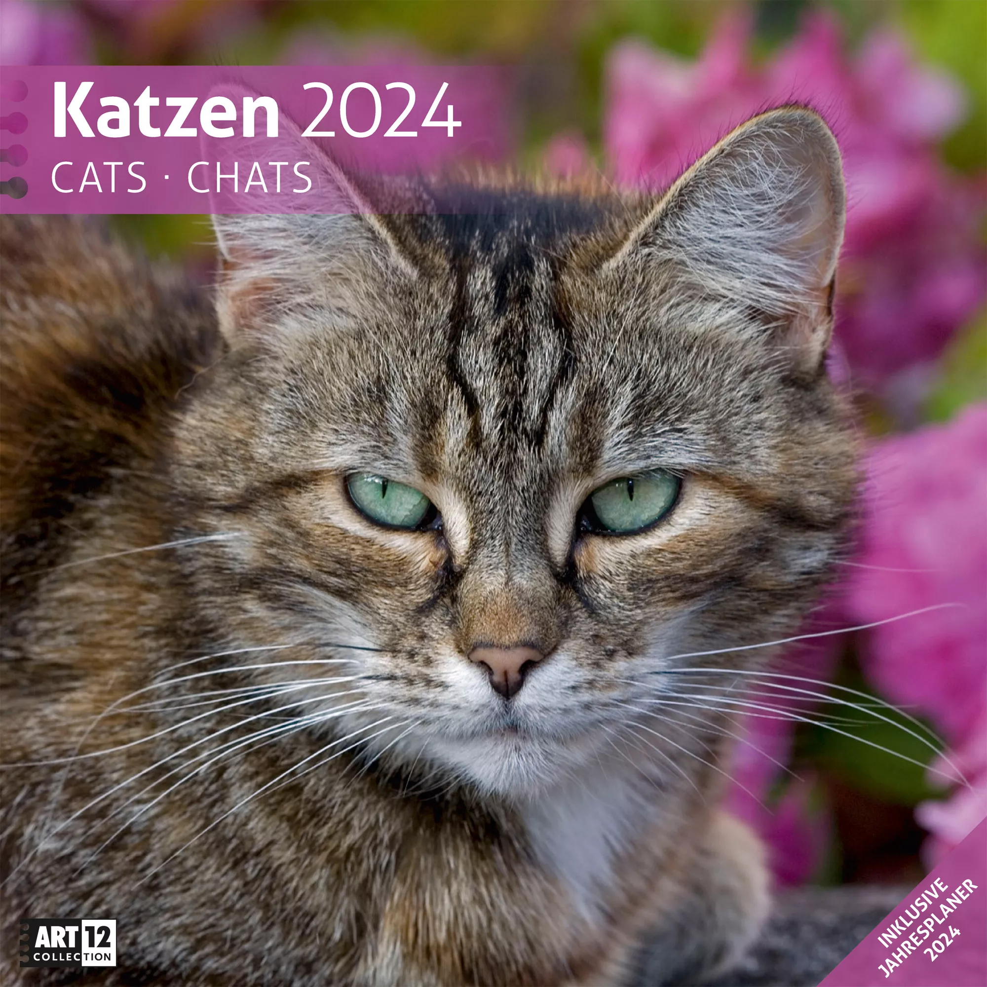 Art12 Collection Kalender Katzen 2024 - 30x30 - Titelblatt