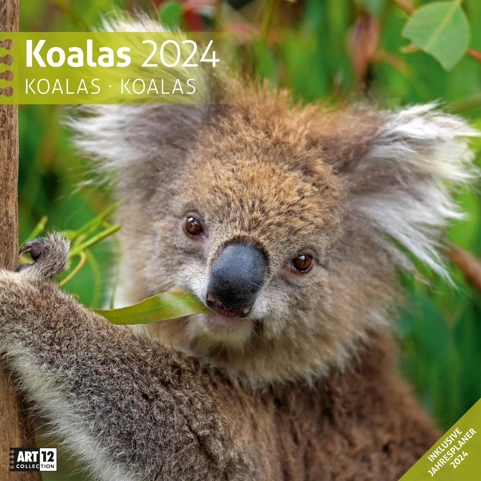 Art12 Collection Kalender Koalas 2024 - 30x30 - Titelblatt