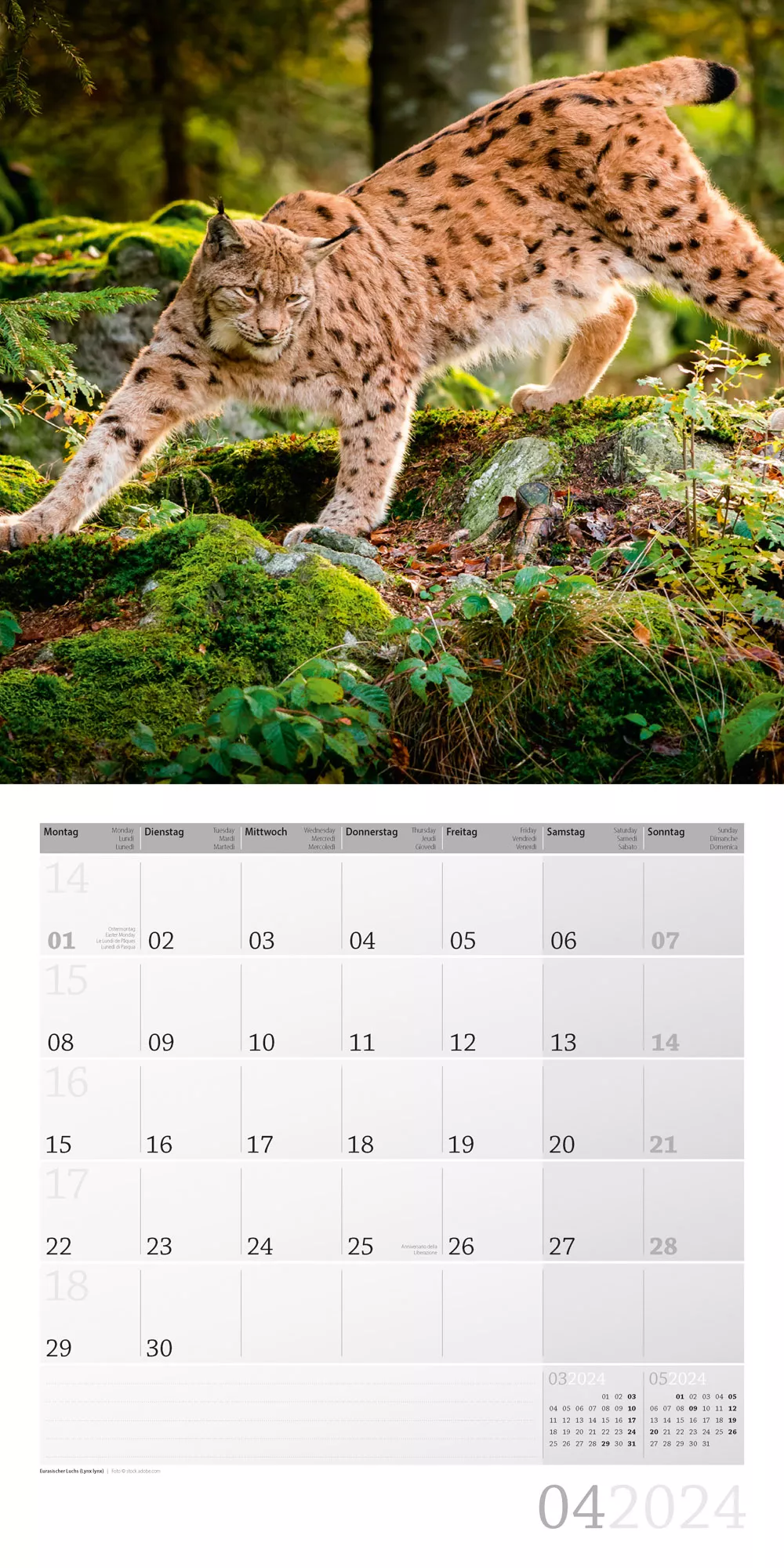 Art12 Collection Kalender Heimische Wildtiere 2024 - 30x30 - Innenansicht 04