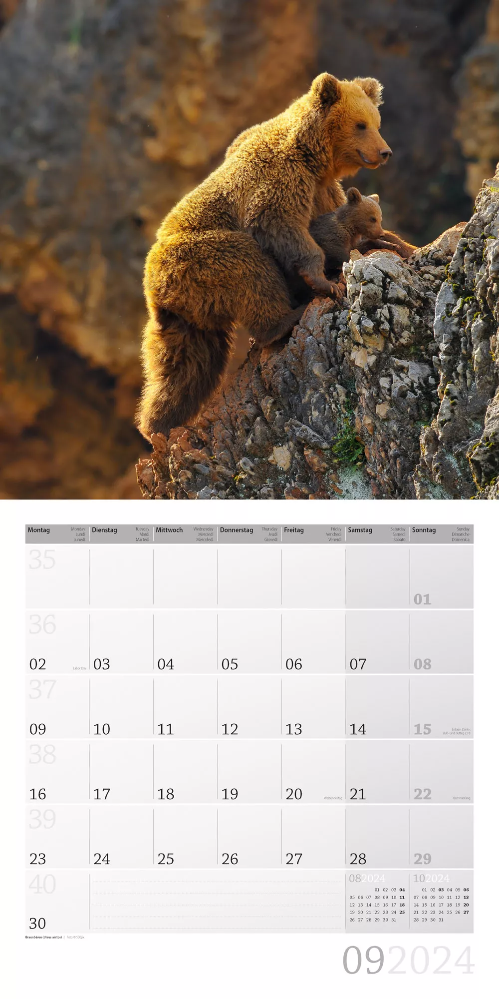 Art12 Collection Kalender Heimische Wildtiere 2024 - 30x30 - Innenansicht 09