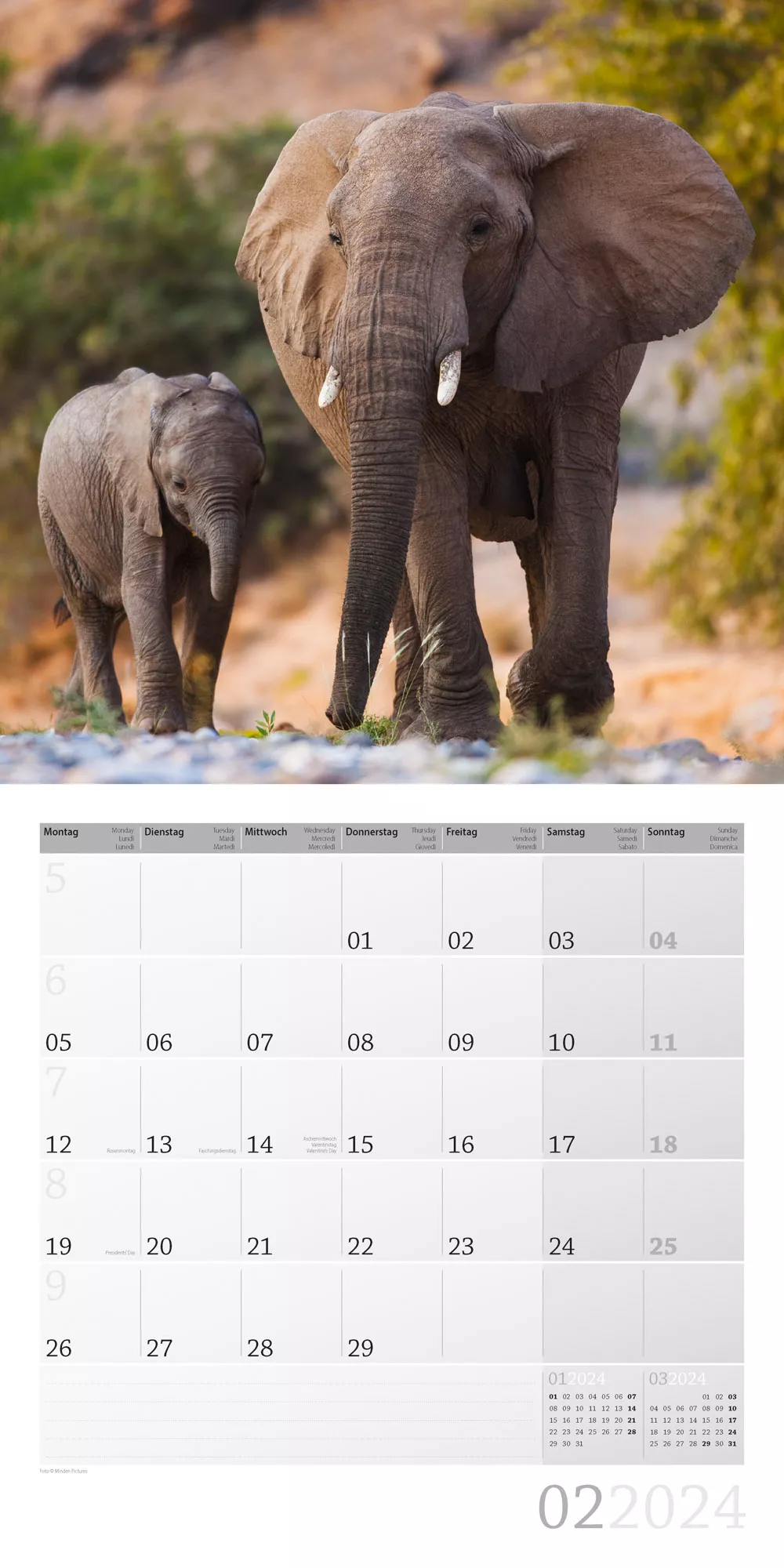 Art12 Collection Kalender Elefanten 2024 - 30x30 - Innenansicht 02