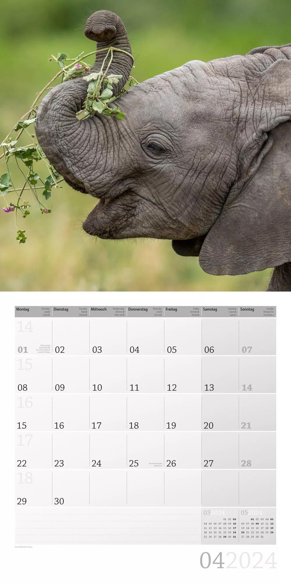 Art12 Collection Kalender Elefanten 2024 - 30x30 - Innenansicht 04