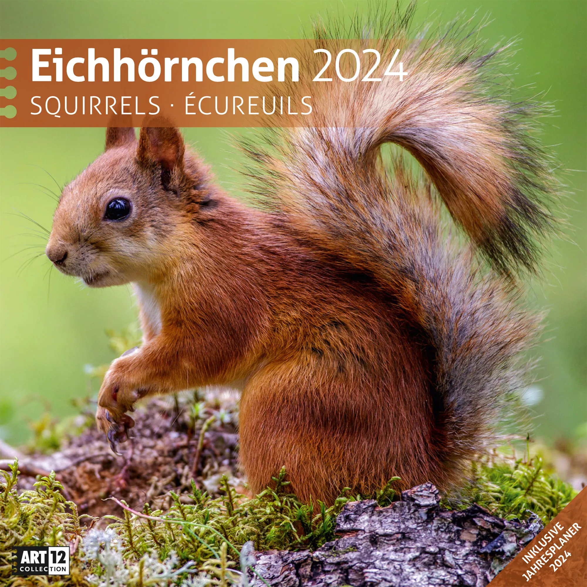 Art12 Collection Kalender Eichhörnchen 2024 - 30x30 - Titelblatt